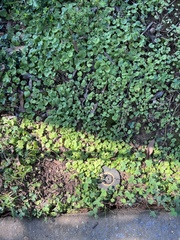 Dichondra