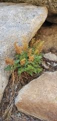 Cryptogramma acrostichoides