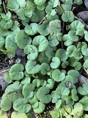 Dichondra
