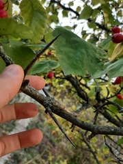 Crataegus pedicellata