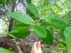 Myrtoideae