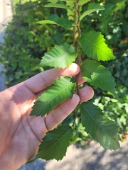 Ulmus alata