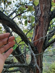 Crataegus pedicellata
