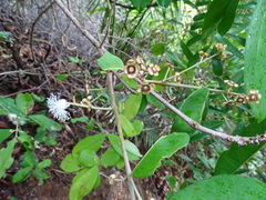 Myrtoideae