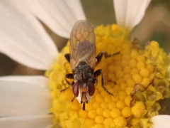 Thecophora
