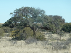 Vachellia erioloba