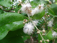 Myrtoideae