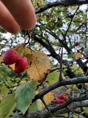 Crataegus pedicellata