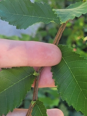 Ulmus alata