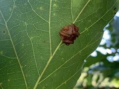Andricus nigricens