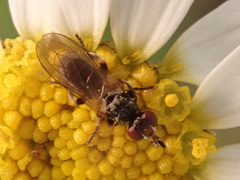 Thecophora