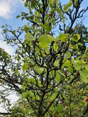 Crataegus pedicellata