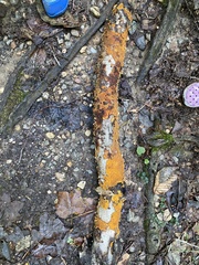 Steccherinum ochraceum