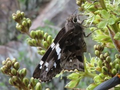 Eudaminae