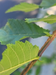 Ulmus alata