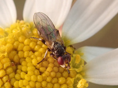 Thecophora