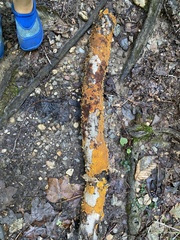 Steccherinum ochraceum