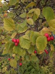 Crataegus pedicellata