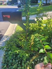 Ulmus alata