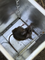 Peromyscus maniculatus