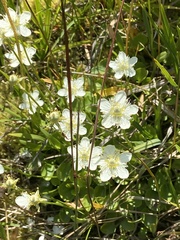Parnassia cirrata intermedia