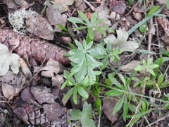 Galium odoratum