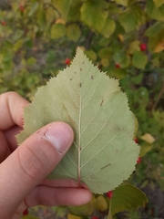 Crataegus pedicellata