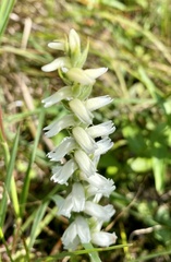 Spiranthes cernua