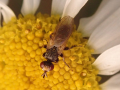 Thecophora