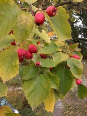 Crataegus pedicellata