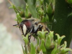 Copestylum marginatum