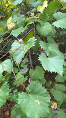 Vitis rotundifolia