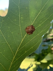 Andricus nigricens