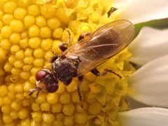 Thecophora