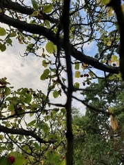 Crataegus pedicellata