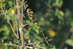 Cordulegaster boltonii