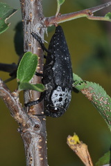 Capnodis tenebrionis