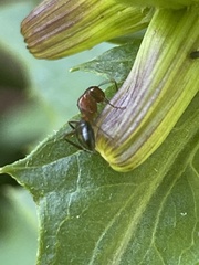 Camponotus decipiens