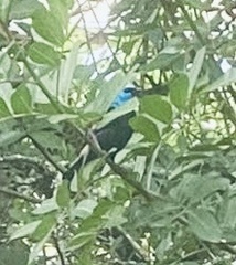 Stilpnia cyanicollis