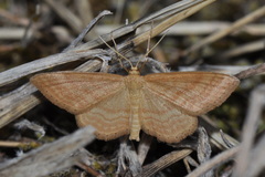 Idaea ochrata