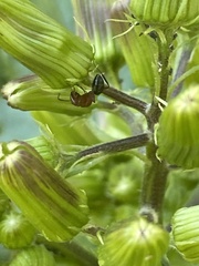 Camponotus decipiens