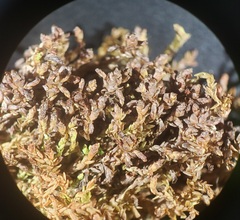 Sphagnum pylaesii