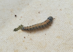 Omphalocera munroei
