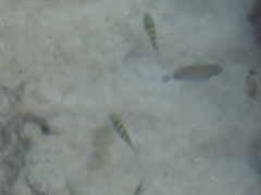 Abudefduf saxatilis