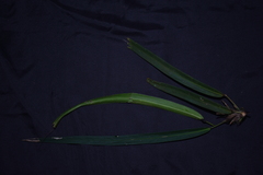 Anthurium friedrichsthalii