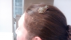 Hyla chrysoscelis