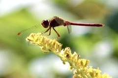 Sympetrum vicinum