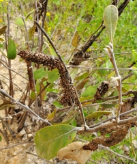 Omphalocera munroei