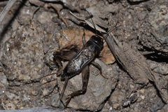 Eumodicogryllus bordigalensis