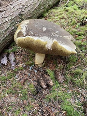 Caloboletus conifericola